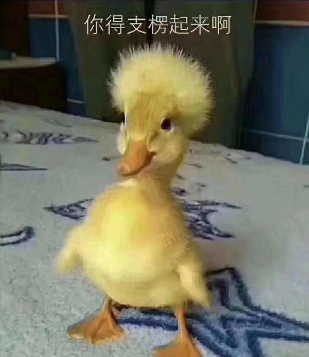 今日毛鸭价格行情分析与趋势预测